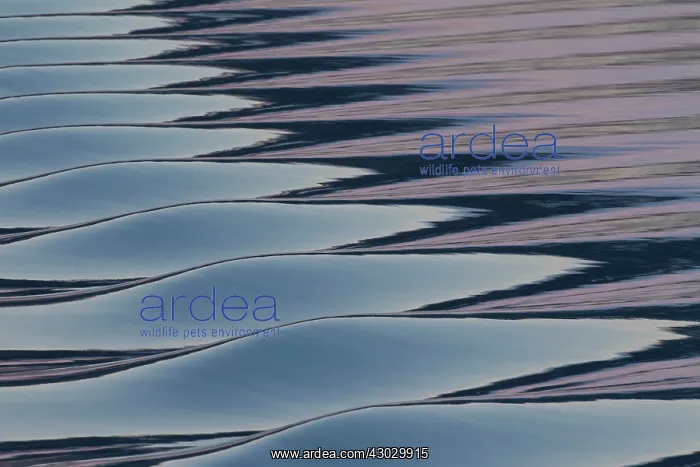 : Seascape sea patterns at sunset : Seascape sea patterns at sunset
