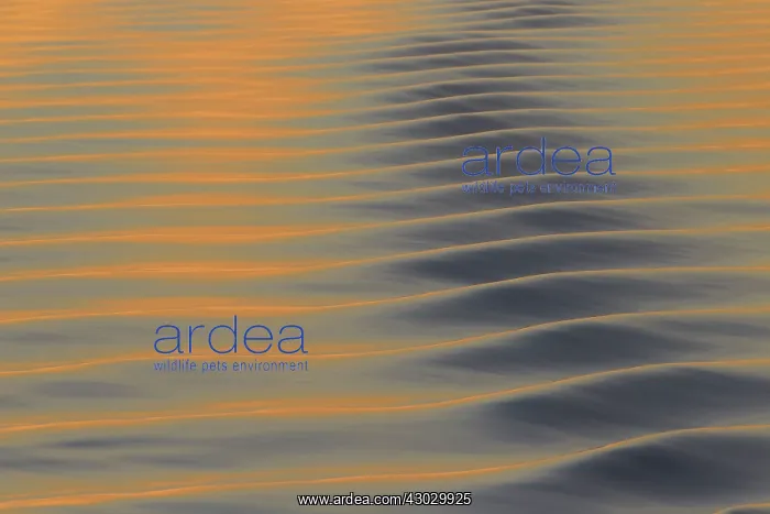 : Seascape sea patterns at sunset : Seascape sea patterns at sunset