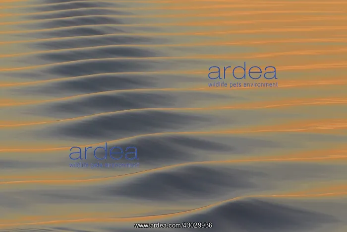  : Seascape sea patterns at sunset