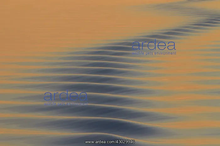 : Seascape sea patterns at sunset : Seascape sea patterns at sunset
