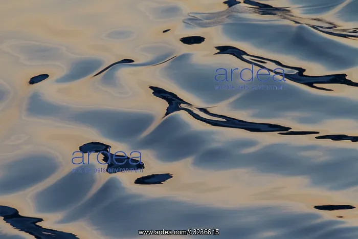 : Seascape sea patterns at sunset : Seascape sea patterns at sunset