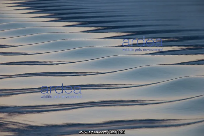 : Seascape sea patterns at sunset : Seascape sea patterns at sunset