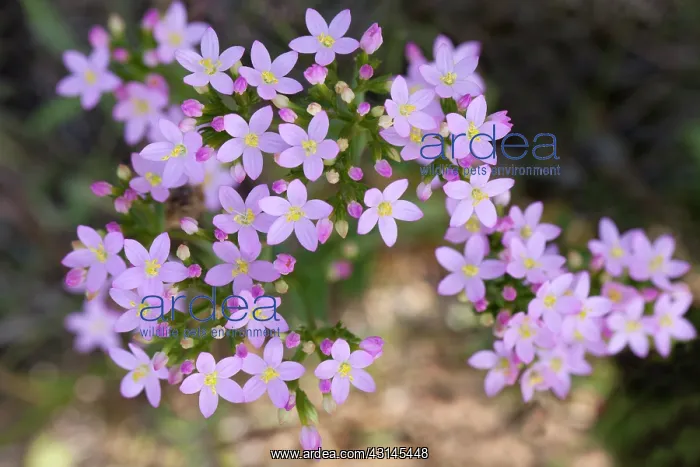 : Seaside Centaury : Seaside Centaury