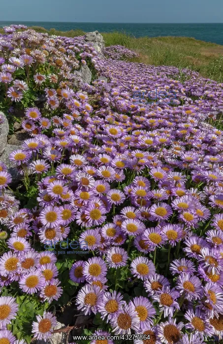 : Seaside daisy, Erigeron glaucus, naturalised en : Seaside daisy, Erigeron glaucus, naturalised en