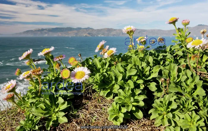 : Seaside Fleabane / Beach Aster / Seaside Daisy : Seaside Fleabane / Beach Aster / Seaside Daisy