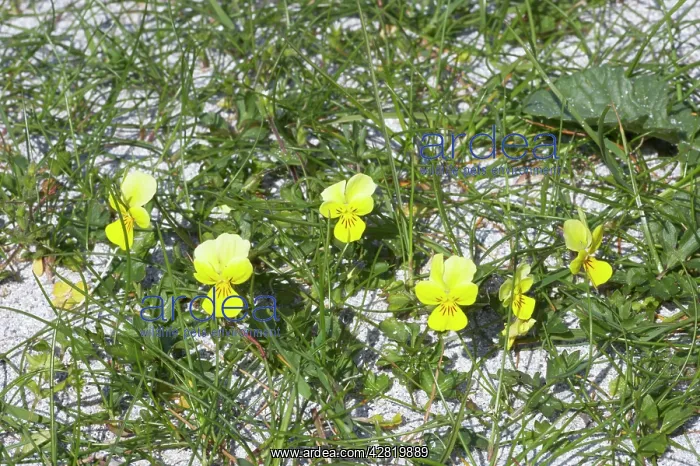 : Seaside Pansy (subsp of Mountain Pansy) : Seaside Pansy (subsp of Mountain Pansy)