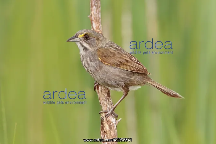 : Seaside Sparrow : Seaside Sparrow