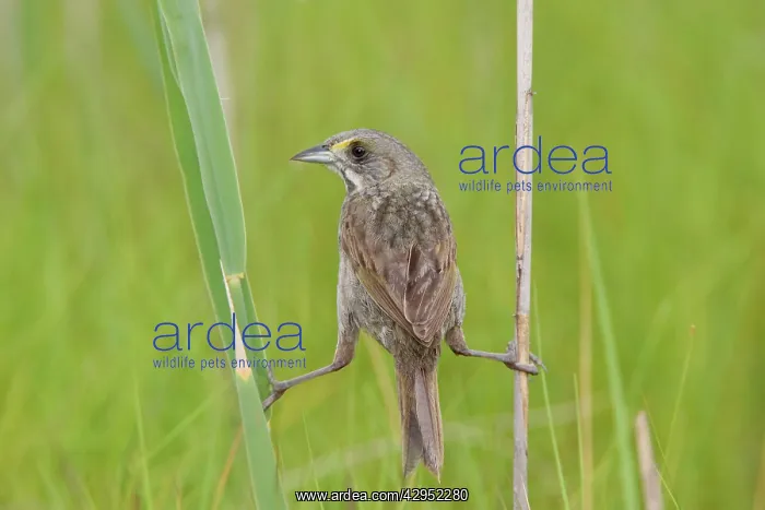 : Seaside Sparrow - holding on to reeds : Seaside Sparrow - holding on to reeds