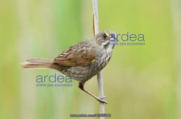 : Seaside Sparrow - June : Seaside Sparrow - June