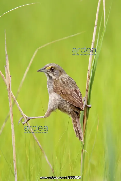 : Seaside Sparrow - June : Seaside Sparrow - June