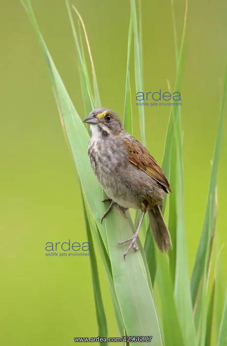 : Seaside Sparrow - June : Seaside Sparrow - June