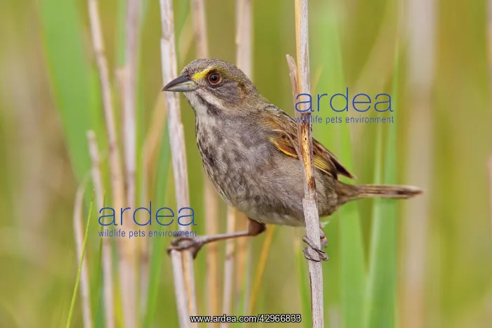 : Seaside Sparrow - June : Seaside Sparrow - June