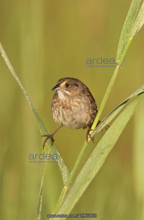 : Seaside Sparrow - June : Seaside Sparrow - June