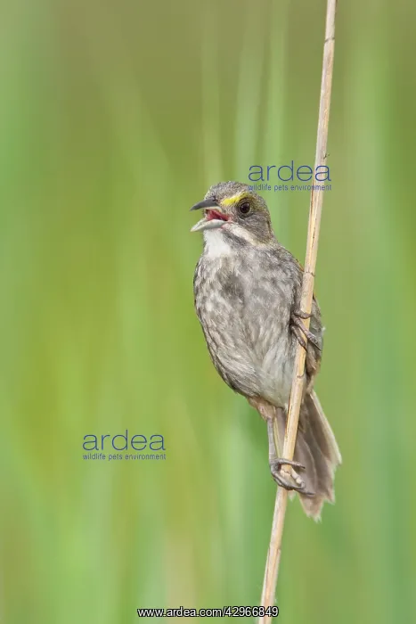 : Seaside Sparrow - singing : Seaside Sparrow - singing