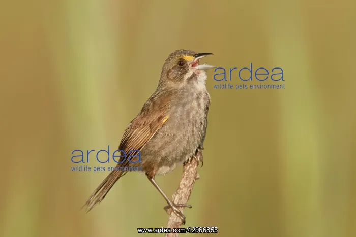 : Seaside Sparrow - singing : Seaside Sparrow - singing