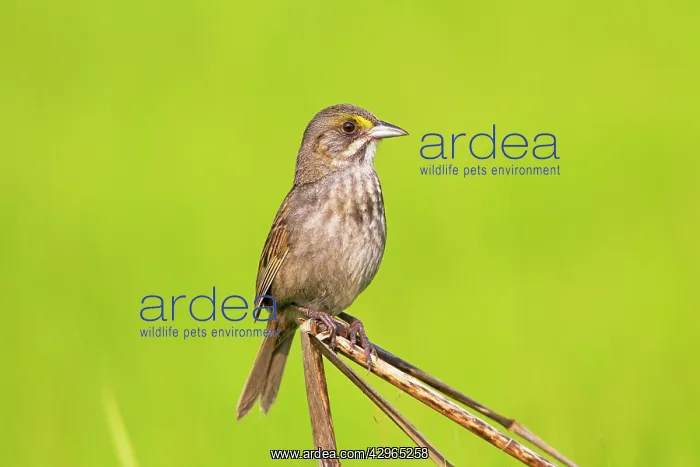 : Seaside Sparrow - singing on territory during nesting : Seaside Sparrow - singing on territory during nesting
