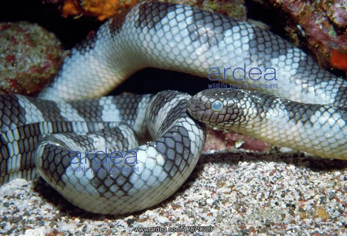 : SEASNAKE - about to shed skin : SEASNAKE - about to shed skin