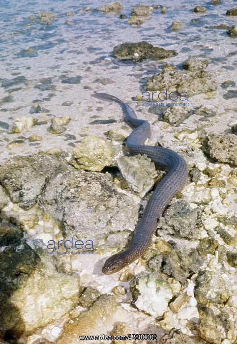  : SEASNAKES - on land