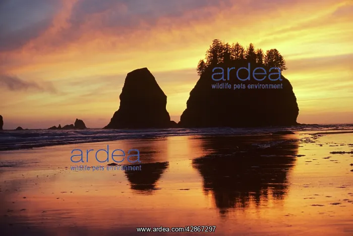 : Seastacks at 2nd beach, from Lapush, at sunset : Seastacks at 2nd beach, from Lapush, at sunset