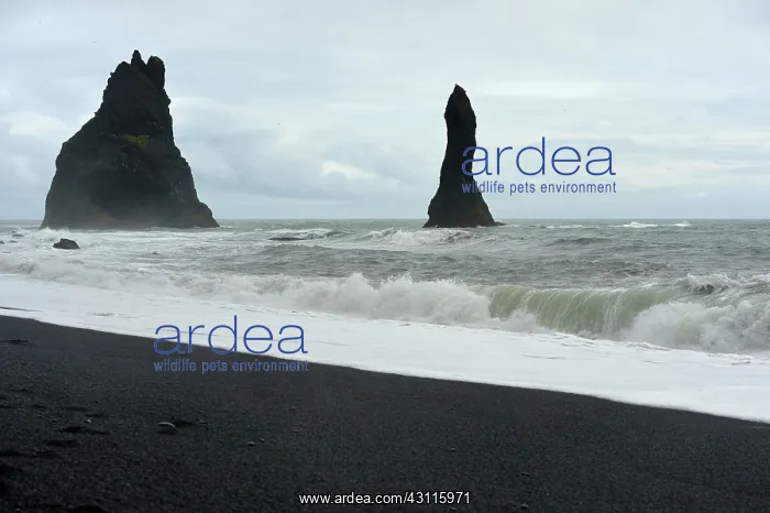 : Seastacks near the black lava sand shore with a : Seastacks near the black lava sand shore with a