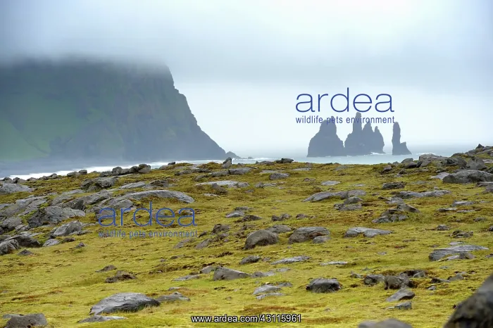 : Seastacks and rock formations on a misty day, Iceland : Seastacks and rock formations on a misty day, Iceland