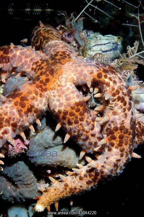  : Seastar