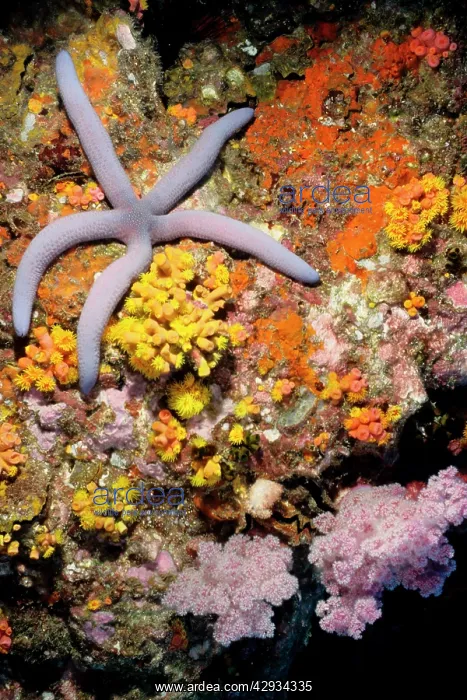 : Seastar on pink soft coral (Dendronephthya sp) : Seastar on pink soft coral (Dendronephthya sp)
