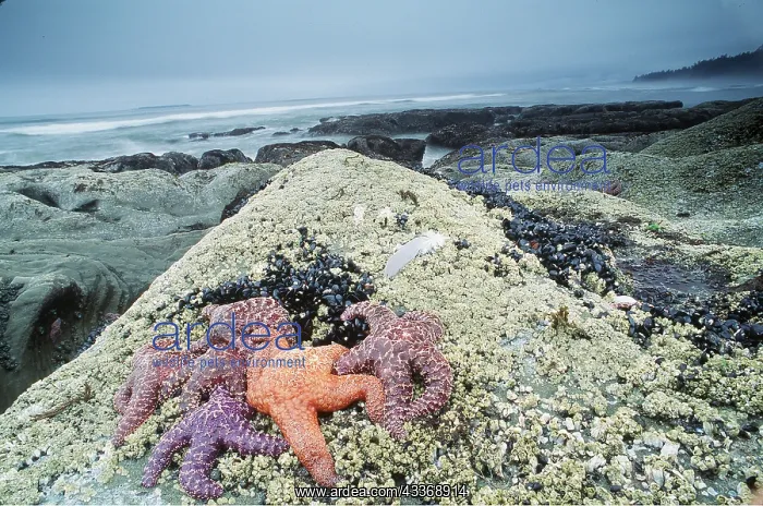 : SEASTARS / Starfish - on rocks : SEASTARS / Starfish - on rocks