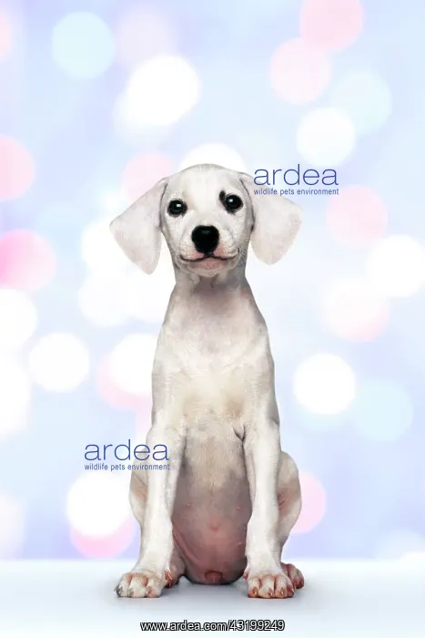 : Seated white puppy : Seated white puppy