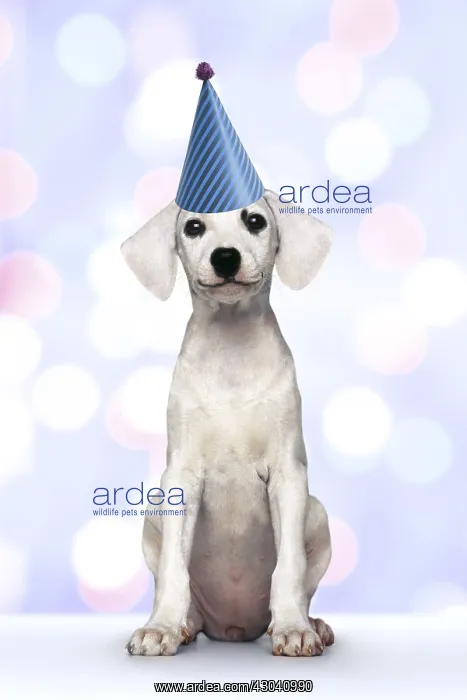 : Seated white puppy wearing party hat : Seated white puppy wearing party hat