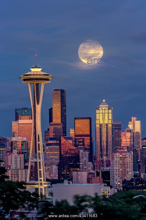: Seattle skyline and super moon at dusk, Seattle : Seattle skyline and super moon at dusk, Seattle