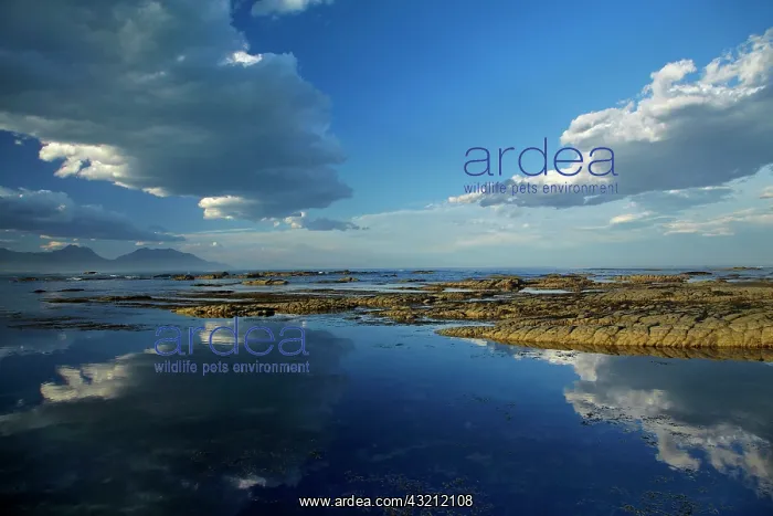 : Seaward Kaikoura Ranges and clouds reflected : Seaward Kaikoura Ranges and clouds reflected