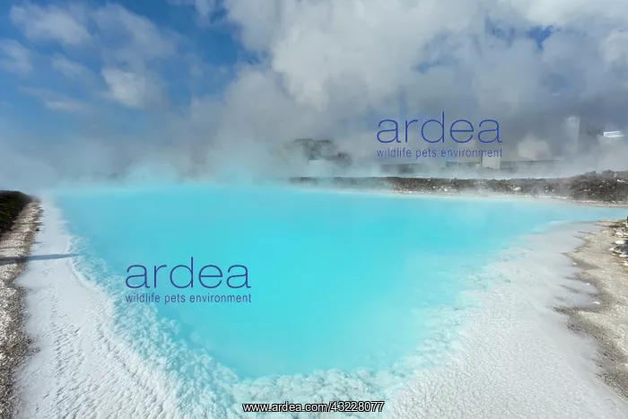 : Seawater pond from geothermal power plant : Seawater pond from geothermal power plant