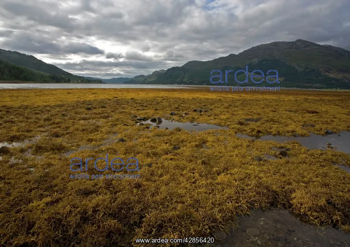  : Seaweed (Ascophyllum nodosum var. mackai). Scotland