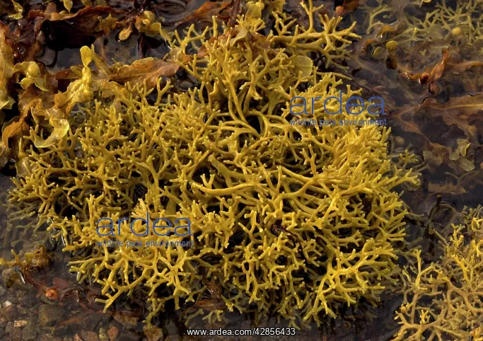 : Seaweed (Ascophyllum nodosum var. mackai). Scotland : Seaweed (Ascophyllum nodosum var. mackai). Scotland