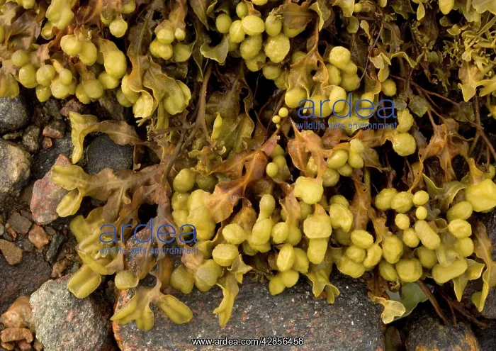  : Seaweed (Fucus spiralis)