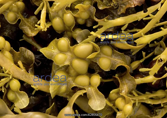  : Seaweed (Fucus vesiculosus)