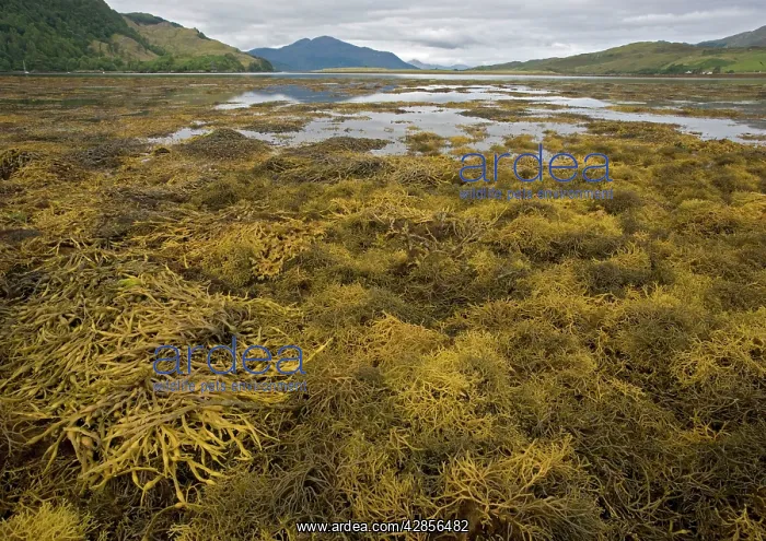 : Seaweed (Ascophyllum nodosum var. mackai). Scotland : Seaweed (Ascophyllum nodosum var. mackai). Scotland