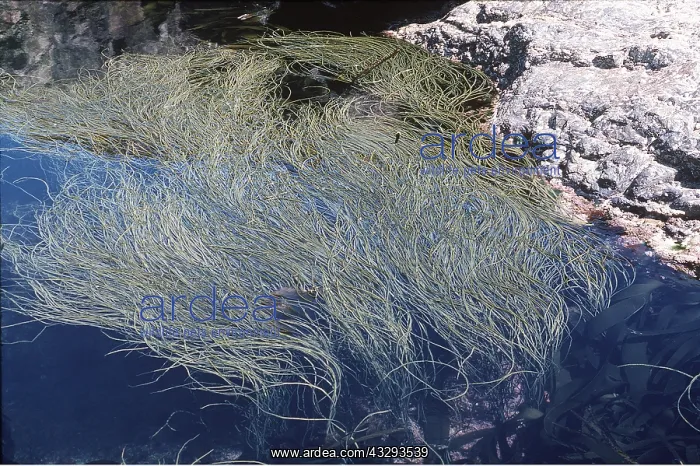 : SEAWEED : SEAWEED