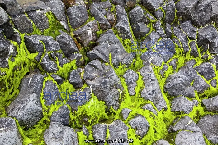 : Seaweed between basalt blocks, Iceland : Seaweed between basalt blocks, Iceland