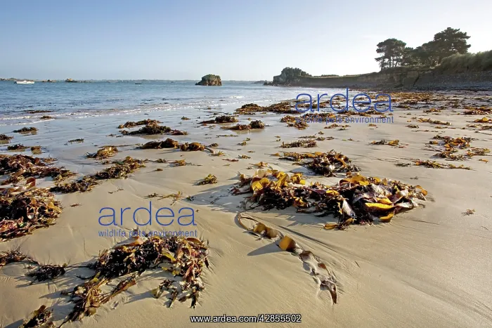  : Seaweed on beach, Pors Hir, Brittany, France