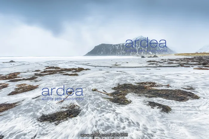 : Seaweed on the beach at Utakleiv : Seaweed on the beach at Utakleiv
