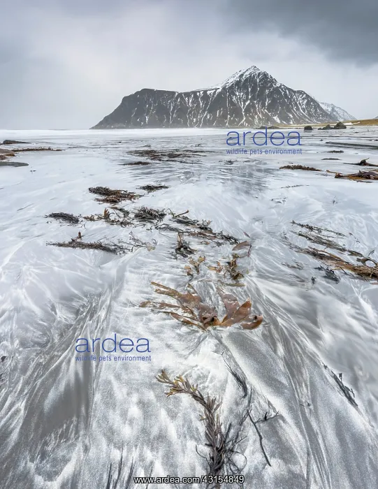 : Seaweed on the beach at Utakleiv : Seaweed on the beach at Utakleiv