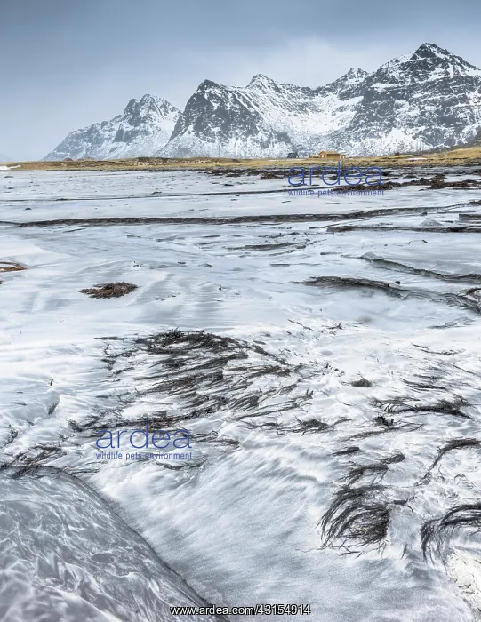 : Seaweed on the beach at Utakleiv : Seaweed on the beach at Utakleiv