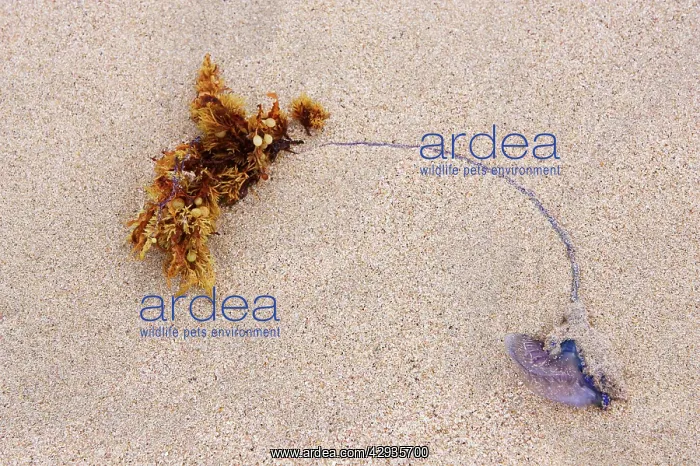  : Seaweed and a dead portuguese man oIwar.Anakena