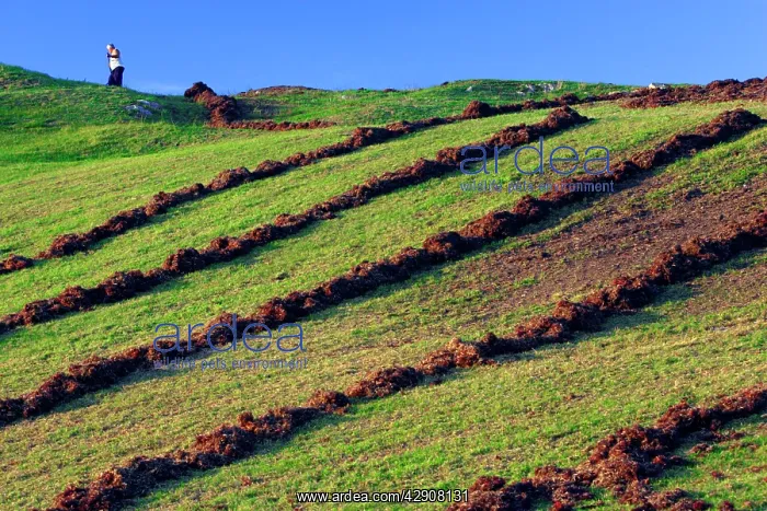 : Seaweed Fertilizer - Farmer spreading seaweed on : Seaweed Fertilizer - Farmer spreading seaweed on