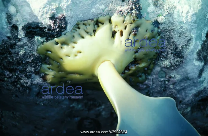 : Seaweed - Hold fast of Bull Kelp : Seaweed - Hold fast of Bull Kelp
