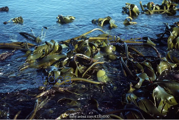 : SEAWEED - Kelp : SEAWEED - Kelp