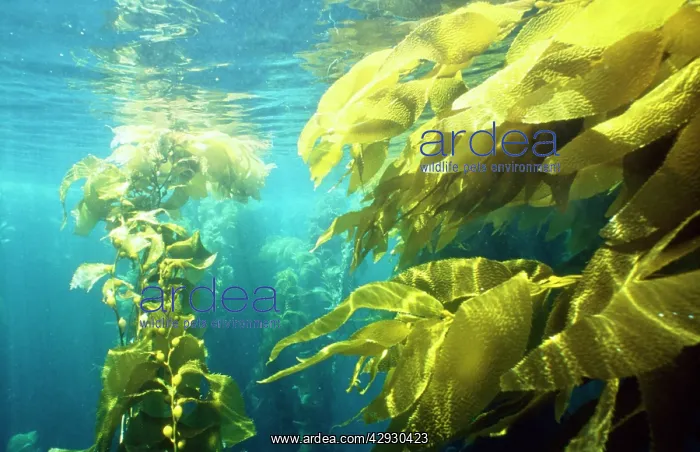 : Seaweed Kelp Forest : Seaweed Kelp Forest