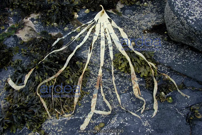 : Seaweed - Kelp frond on seashore at low tide : Seaweed - Kelp frond on seashore at low tide